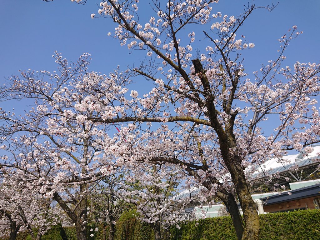 阪神競馬場　平日　公園　無料開放　宝塚の大型公園　おでかけ　お花見