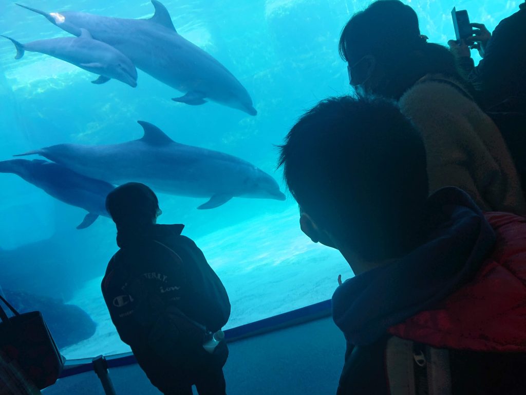 名古屋港水族館　イルカ　お勧め　デート　お出かけ　こども