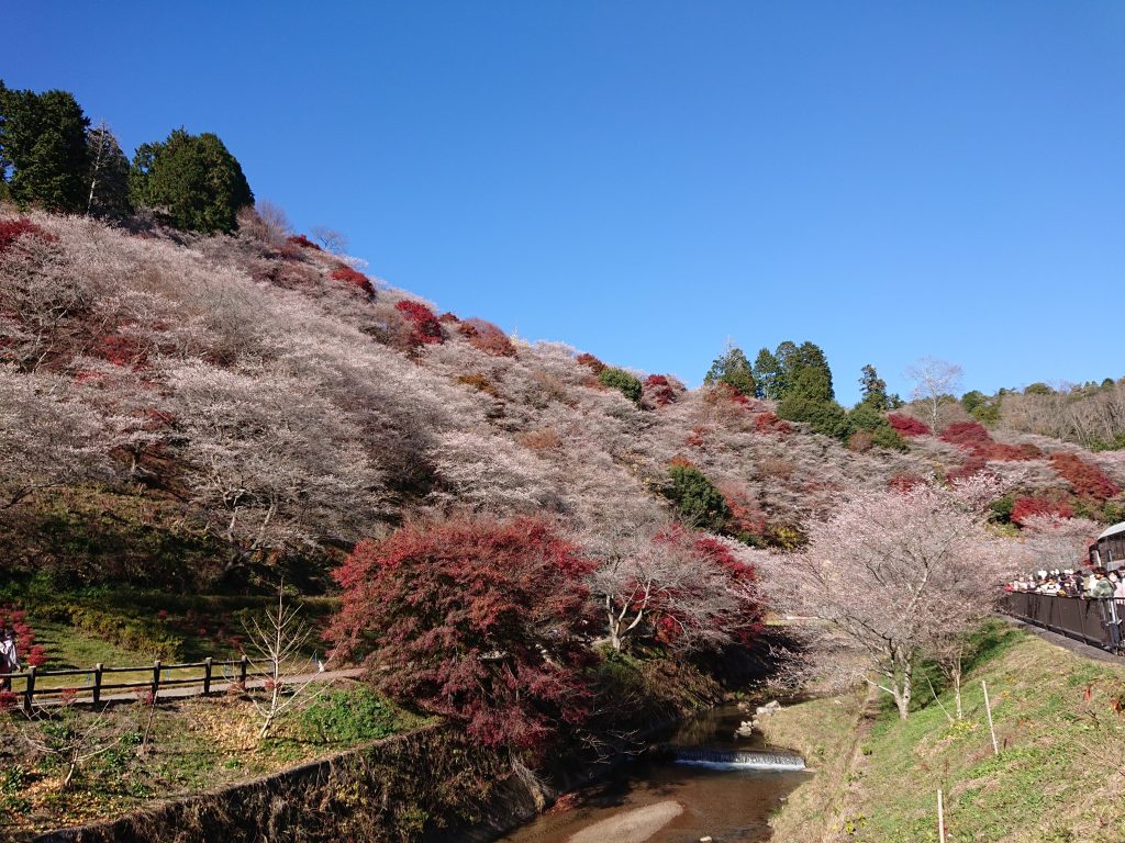 豊田市観光紅葉と桜が一度に楽しめる！地区内の四季桜の本数は約10,000本！小原四季桜まつり