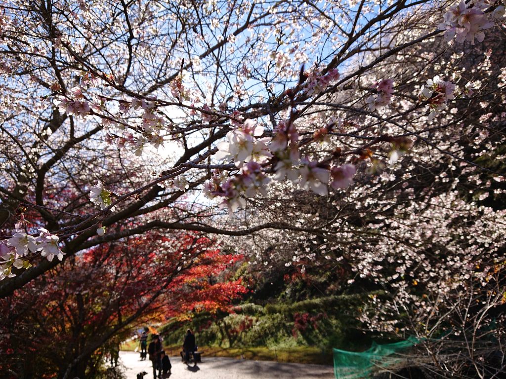 豊田市観光紅葉と桜が一度に楽しめる！地区内の四季桜の本数は約10,000本！小原四季桜まつり