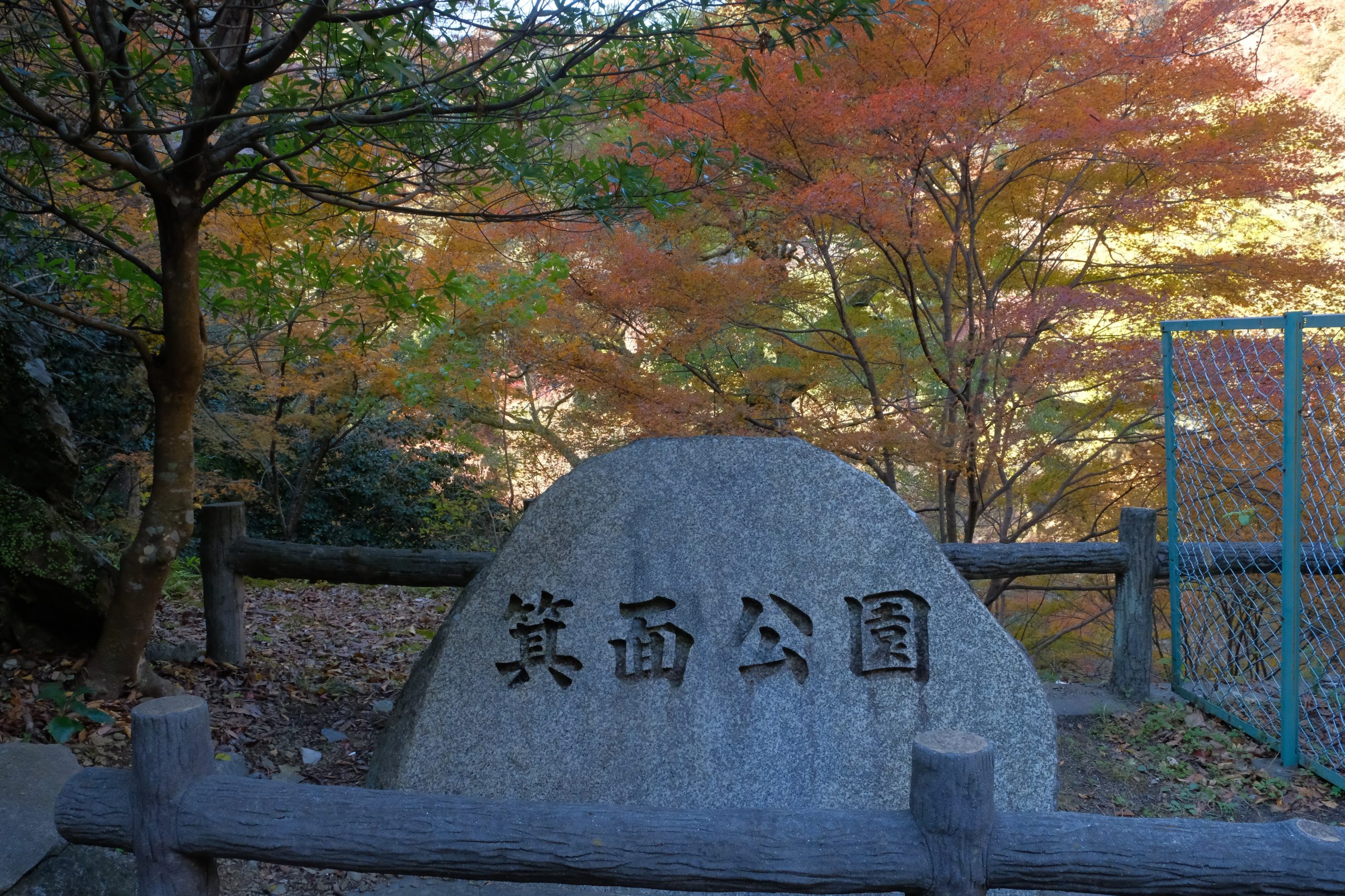 大阪　紅葉　おすすめ　ライトアップ　箕面大滝　デート