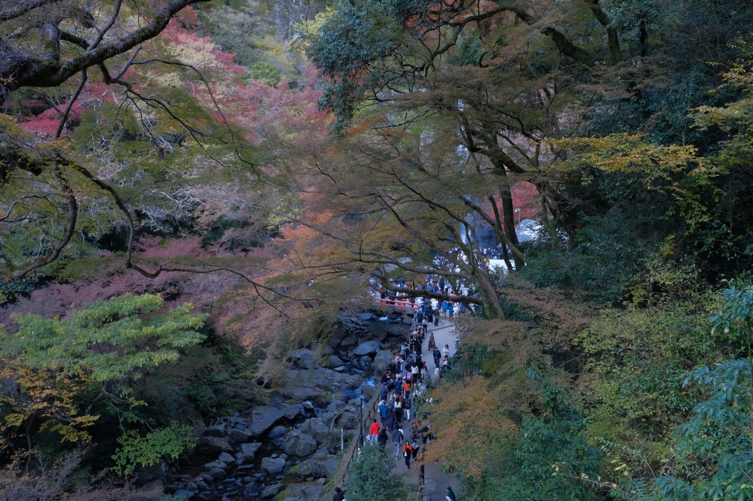 大阪　紅葉　おすすめ　ライトアップ　箕面大滝　デート