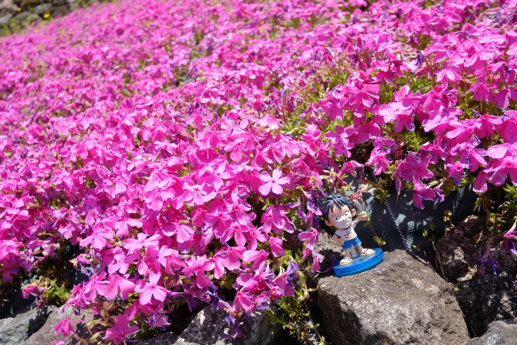 宝探しのようにフィギア探し　三田　おすすめ観光　花のじゅうたん　芝桜　ワンピース