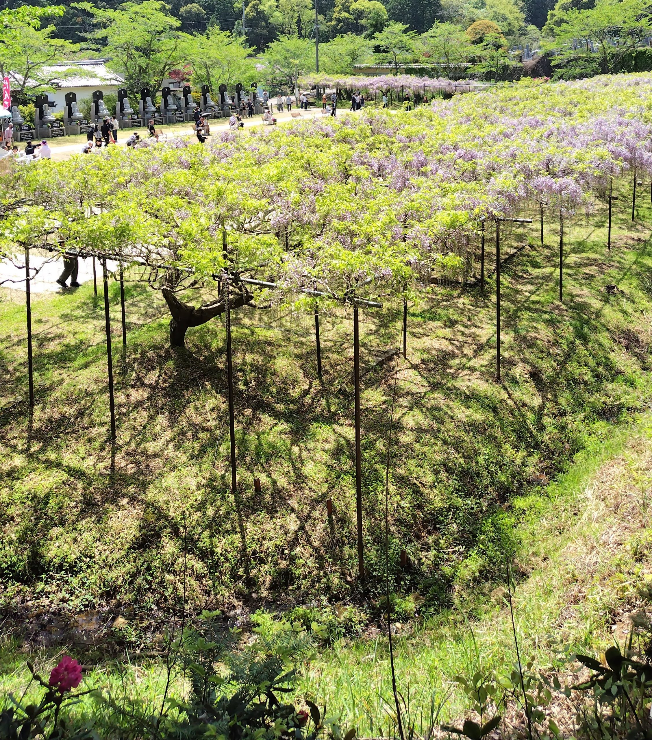 白毫寺 九尺ふじまつり　入場料　駐車場　ライトアップ　兵庫県デート
