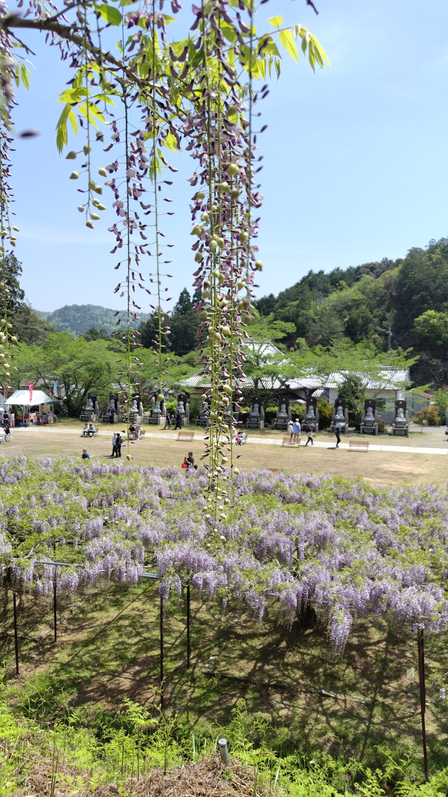 白毫寺 九尺ふじまつり　入場料　駐車場　ライトアップ　兵庫県デート