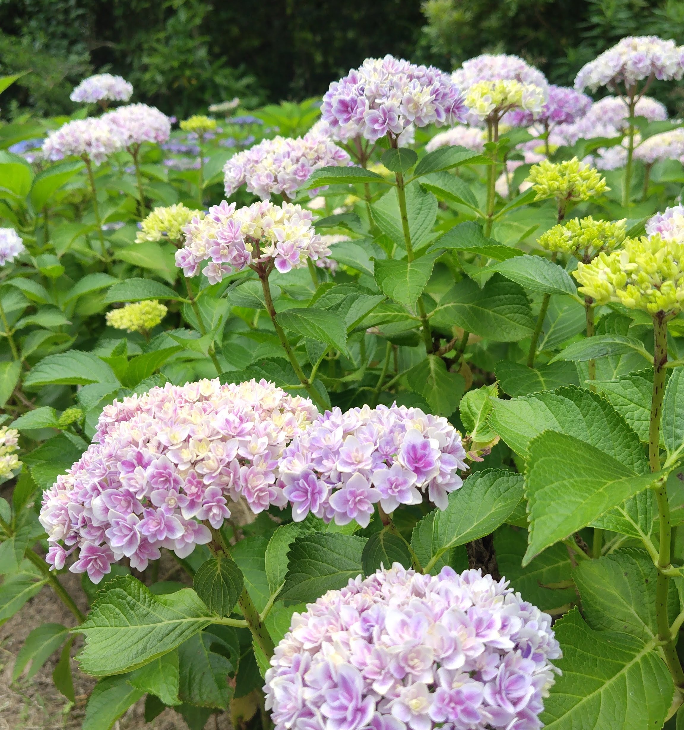 万博記念公園　あじさいの森 無料　紫陽花　アジサイ