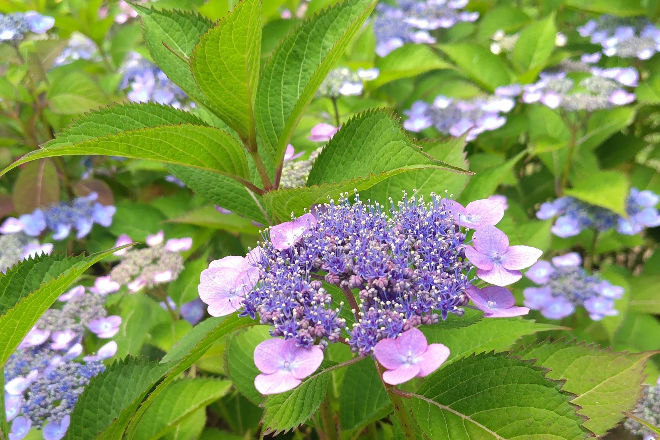 万博記念公園　あじさいの森 無料　紫陽花　アジサイ