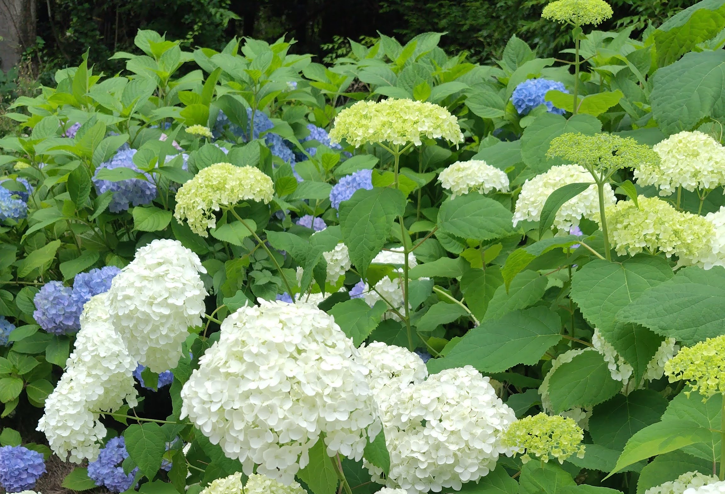 万博記念公園　あじさいの森 無料　紫陽花　アジサイ
