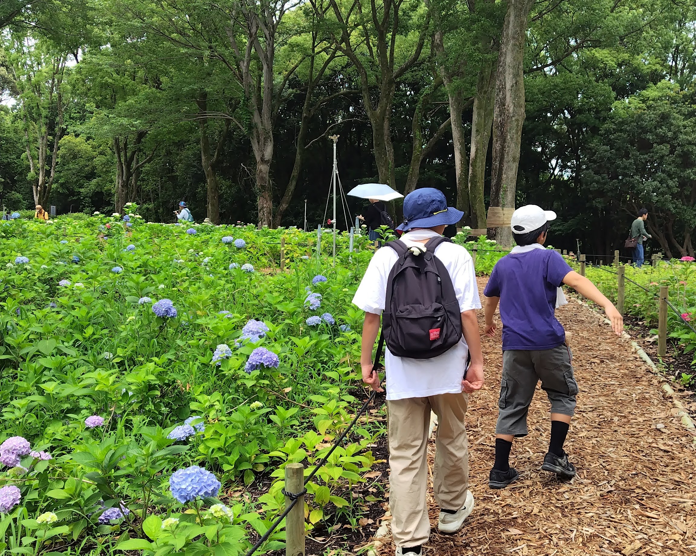 万博記念公園　あじさいの森 無料　紫陽花　アジサイ