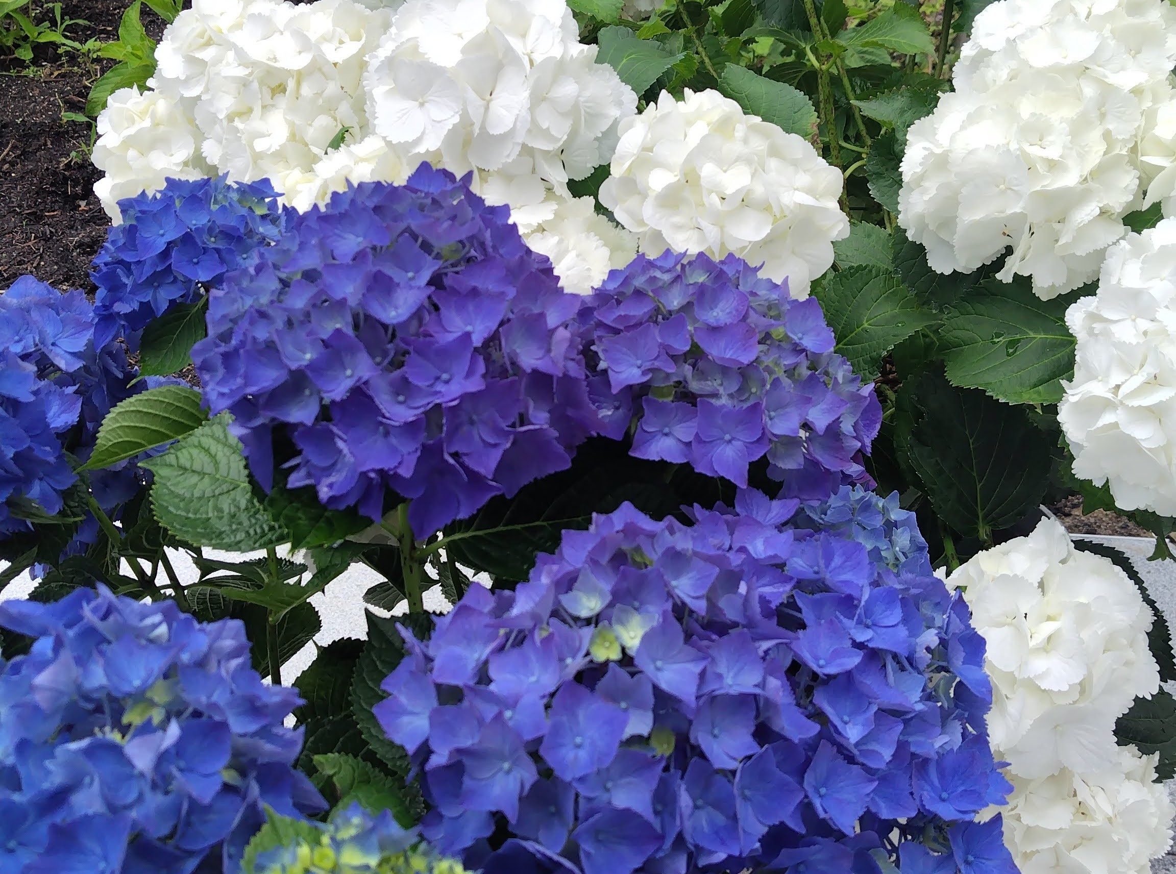 万博記念公園　あじさいの森 無料　紫陽花　アジサイ