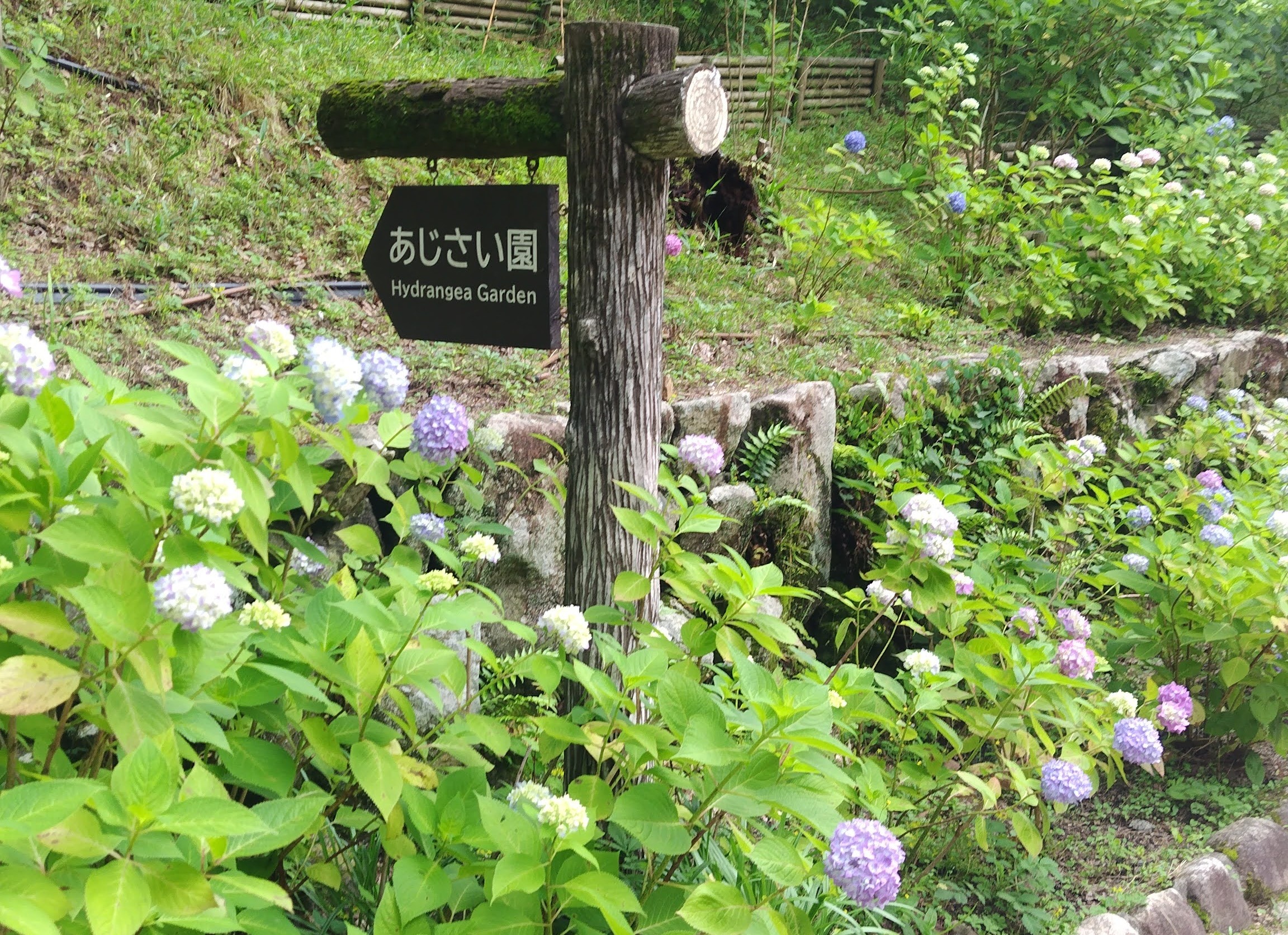 あじさい　神戸市立森林植物園　ドライブデート　神戸　