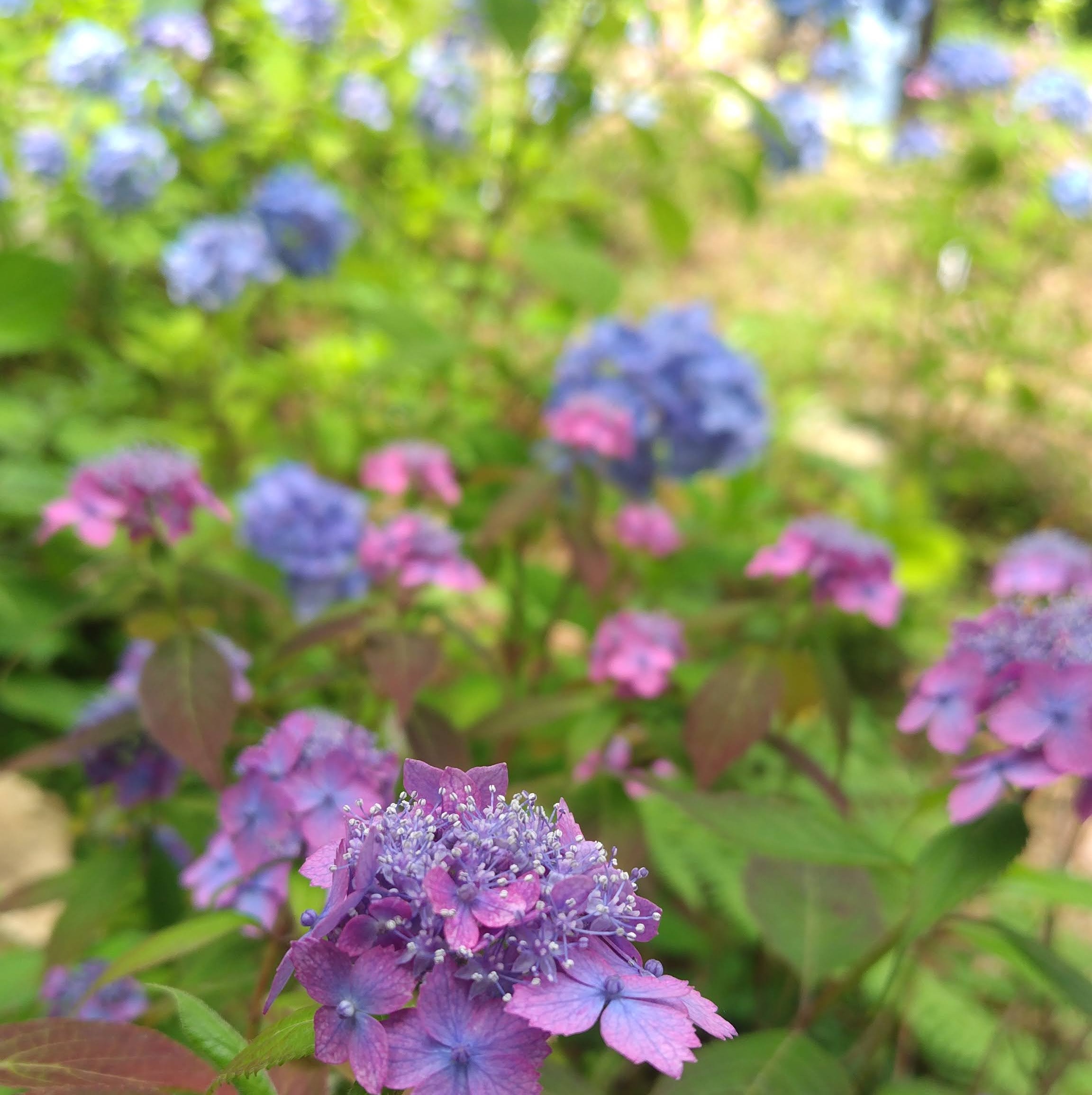 あじさいがきれい　　神戸市立森林植物園　ドライブデート　神戸
