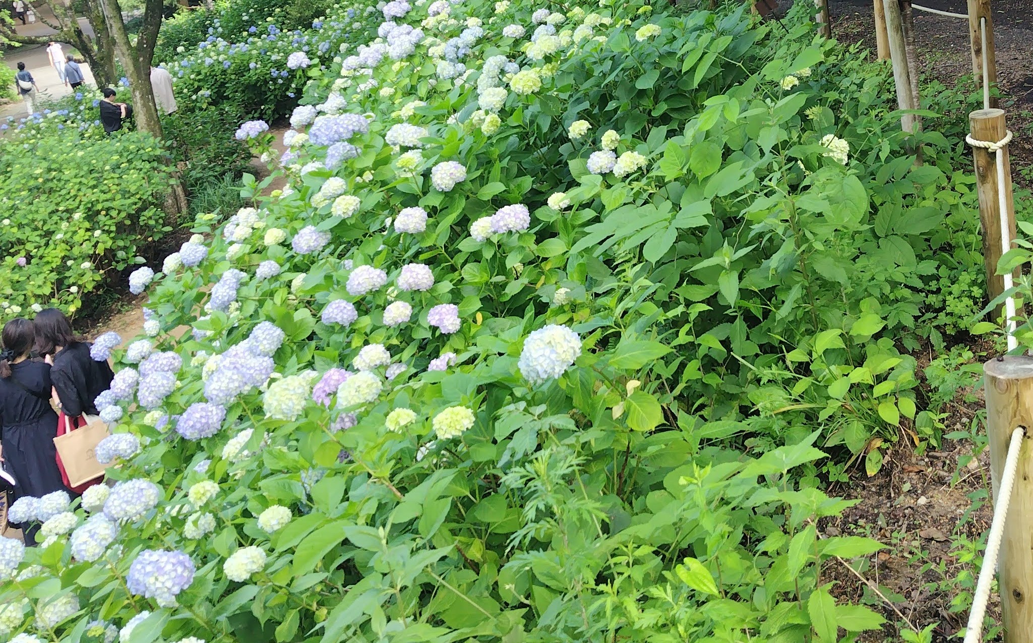 あじさい 神戸市立森林植物園 ドライブデート 神戸