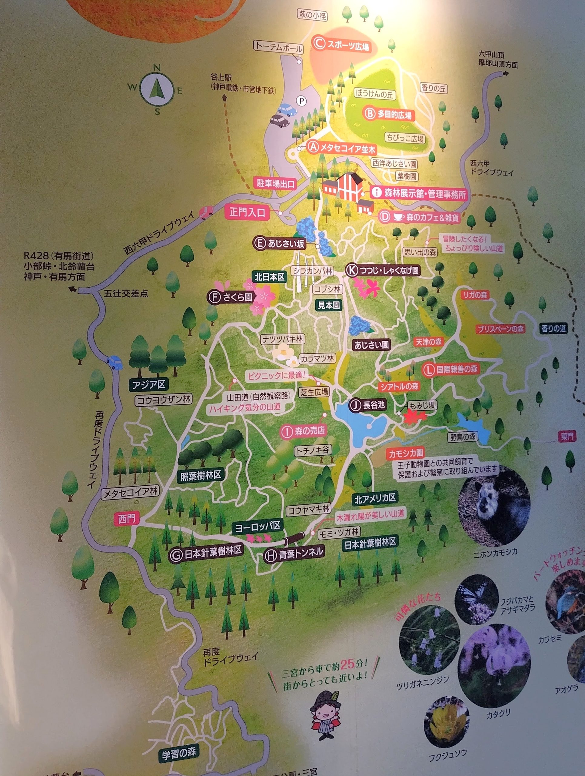 あじさい　神戸市立森林植物園　ドライブデート　神戸　兵庫県